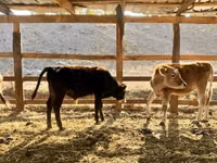 Toro, Swiss cattle — foto 2