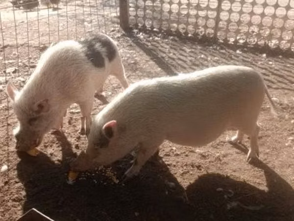Schweine (Partie, Geschlecht nicht angegeben), 