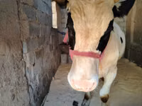 公牛, Russian Black pied cattle — 照片 1