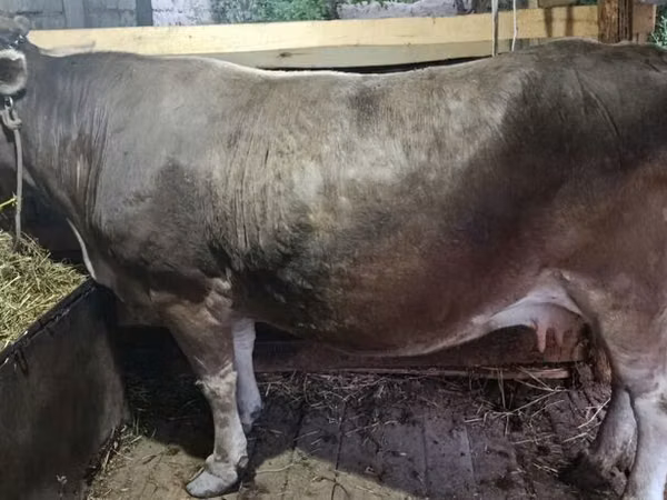 母牛, Cattle — 吉尔吉斯斯坦