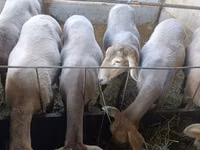 نعجة, Arashan sheep — الصورة 2