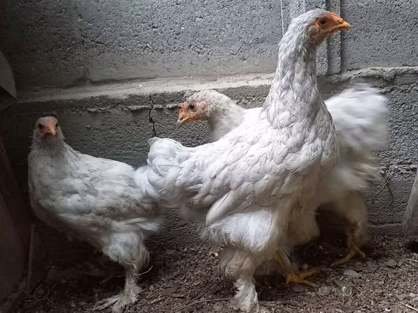 Brahma