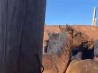 马匹（批次，未指定性别）, Kazakh horse — 照片 3