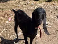Ziege, Kamori goats — Foto 4