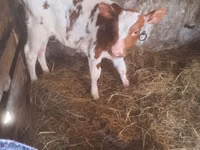 Bulle, Simmental cattle — Foto 3