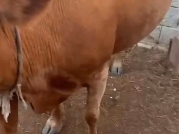 गाय, Latvian Blue cattle — कज़ाखस्तान