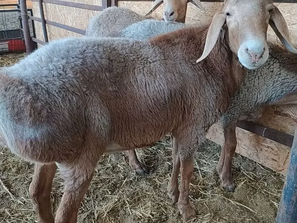 Widder, Arashan sheep