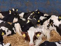 Bovinos (lote, sexo no especificado), Simmental cattle — foto 3