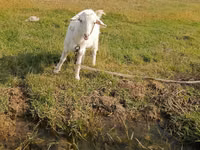 Cabra, Cabras — foto 4