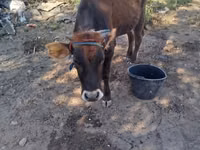 सांड, अलाताऊ नस्ल — फ़ोटो 6