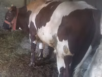 Rinder (Partie, Geschlecht nicht angegeben), Simmental cattle — Foto 2