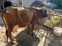 गाय, मवेशी — फ़ोटो 2