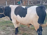 Bull, Cattle — photo 5