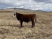 Toro, Vaca kazaja de cabeza blanca — foto 1