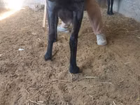 كبش, Hissar sheep — الصورة 3