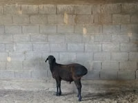 نعجة, Hissar sheep — الصورة 1