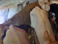 Toro, Simmental cattle — foto 2
