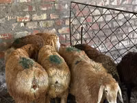 मेढ़ा, भेड़ — फ़ोटो 3
