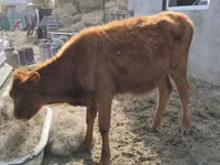 Kuh, Swiss cattle — Foto 3