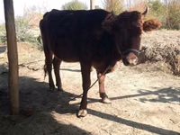 牛只（批次，未指定性别）, Cattle — 照片 7