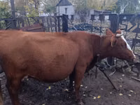Sigir, Latvian Blue cattle — 2-rasm
