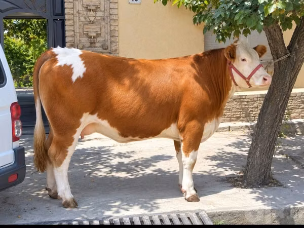 بقرة, Simmental cattle