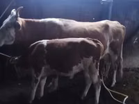 بقرة, Latvian Blue cattle — الصورة 7