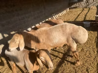 Schafe (Partie, Geschlecht nicht angegeben), Arashan sheep — Foto 2