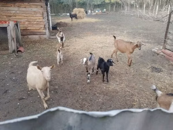 Ziege, Alpine goat
