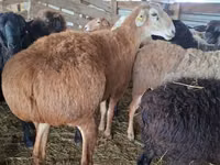 Widder, Arashan sheep — Foto 3
