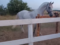 فرس, Orlov Trotter — الصورة 2