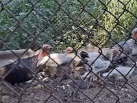 Turkeys — 4-сурет