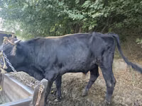 公牛, Cattle — 照片 3