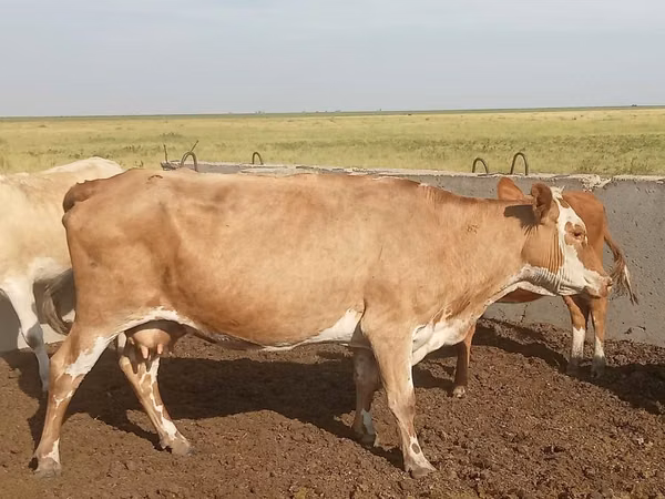 母牛, Kazakh White-headed cow — 哈萨克斯坦