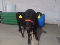 Bulle, Aberdeen-Angus — Foto 7