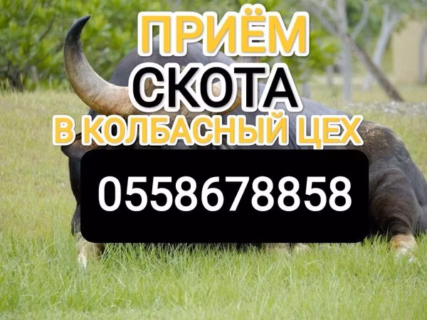 Бык, Коровы — Кыргызстан
