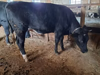 母牛, Cattle — 照片 1