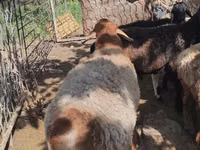 Sheep, Sheep — photo 4