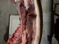 Schweine (Partie, Geschlecht nicht angegeben) — Foto 3