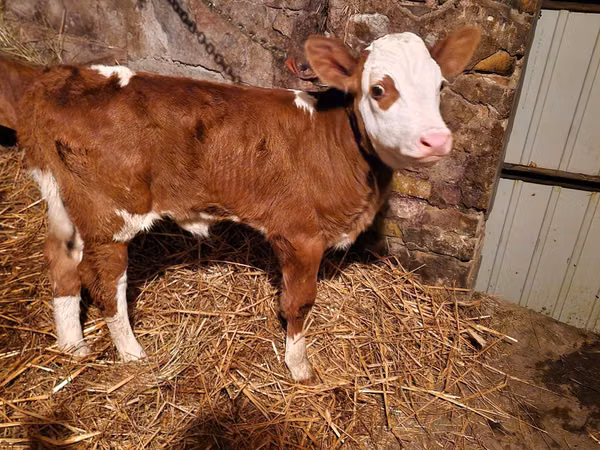 Rinder (Partie, Geschlecht nicht angegeben), Simmental cattle