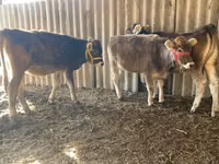 Sigir, Swiss cattle — 5-rasm