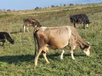 Kuh, Simmental cattle — Foto 3