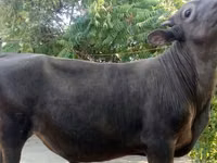 公牛, Swiss cattle — 照片 3