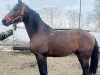 Horse (M), Horses — photo 1