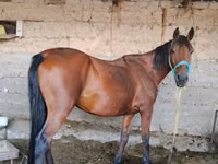 Toychoq, Otlar — 1-rasm