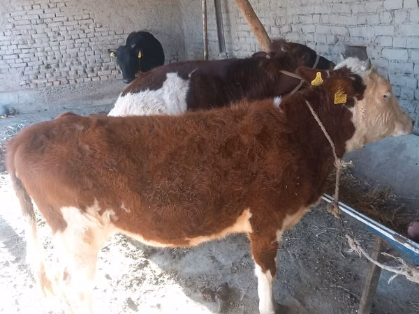 Rinder (Partie, Geschlecht nicht angegeben), Simmental cattle — Usbekistan