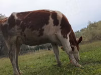 母牛, Simmental cattle — 照片 1
