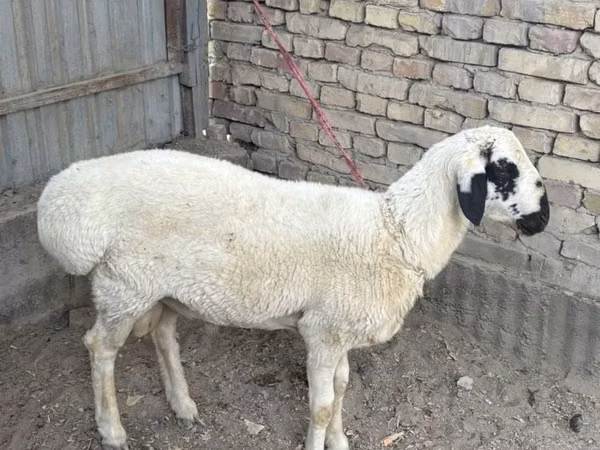Widder, Suffolk sheep