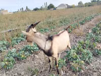 Ziegenbock, Alpine goat — Foto 2