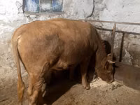Bulle, Swiss cattle — Foto 4